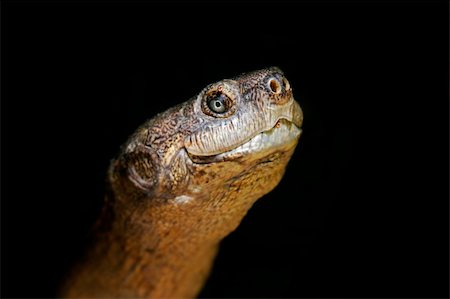 errante - Portrait of a serrated hinged terrapin (Pelusios sinuatus), South Africa Stock Photo - Budget Royalty-Free & Subscription, Code: 400-05002284