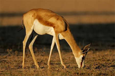 simsearch:400-06747285,k - A springbok antelope (Antidorcas marsupialis) grazing, Kalahari desert, South Africa Photographie de stock - Aubaine LD & Abonnement, Code: 400-05002283