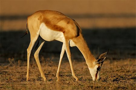 simsearch:400-07657096,k - A springbok antelope (Antidorcas marsupialis) grazing, Kalahari desert, South Africa Fotografie stock - Microstock e Abbonamento, Codice: 400-05002283