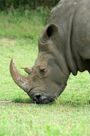 simsearch:400-04455503,k - A White Rhinoceros eating on the savannah Stock Photo - Budget Royalty-Free & Subscription, Code: 400-05002295
