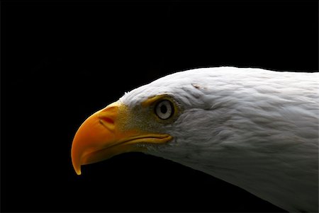 simsearch:400-06330778,k - Portrait of a majestic American Bald Eagle bird of pray Stockbilder - Microstock & Abonnement, Bildnummer: 400-05002449