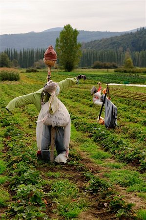 scarecrow with crops - scarecrow with field behind Stock Photo - Budget Royalty-Free & Subscription, Code: 400-05002757