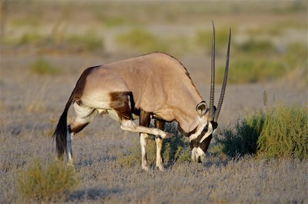 Gemsbok antelope (Oryx gazella), Kalahari desert, South Africa Stockbilder - Microstock & Abonnement, Bildnummer: 400-05003144