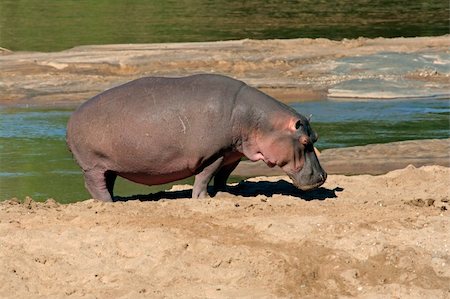 simsearch:400-05738491,k - Hippopotamus (Hippopotamus amphibius), Kruger National Park, South Africa Stock Photo - Budget Royalty-Free & Subscription, Code: 400-05003145