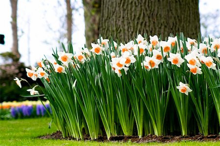 Flower bed in scenic garden of Keukenhof (Holland) Stock Photo - Budget Royalty-Free & Subscription, Code: 400-05003348
