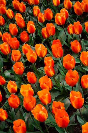 Flair Tulip in Keukenhof garden (Holland) Stock Photo - Budget Royalty-Free & Subscription, Code: 400-05003352