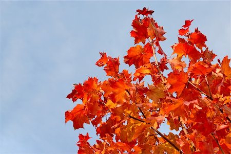Tree in autumn colors against the blue sky Stock Photo - Budget Royalty-Free & Subscription, Code: 400-05003573