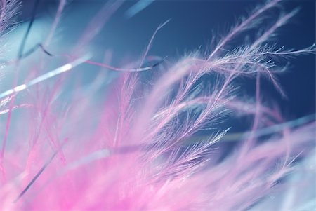 pink fragile feathers in abstract background. soft elegance symbol Stock Photo - Budget Royalty-Free & Subscription, Code: 400-05003591
