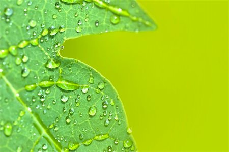 simsearch:400-07258772,k - Dew on leaf in morning Stock Photo - Budget Royalty-Free & Subscription, Code: 400-05003611