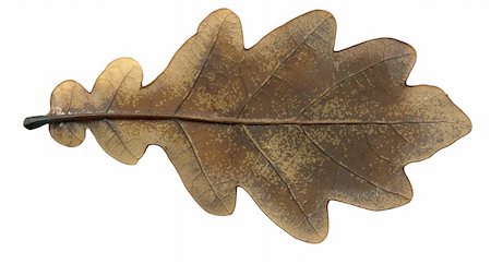 simsearch:659-06184027,k - Brown autumn oak leaf isolated on a white background Stockbilder - Microstock & Abonnement, Bildnummer: 400-05003800