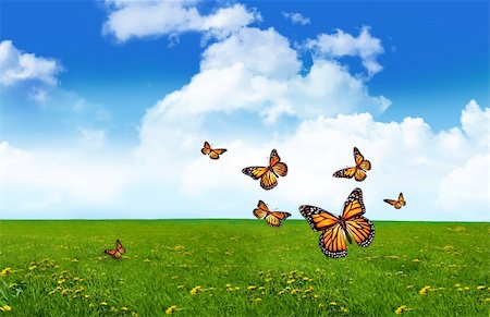 simsearch:400-06143114,k - Group of orange butterflies in a field of tall grass Fotografie stock - Microstock e Abbonamento, Codice: 400-05003985