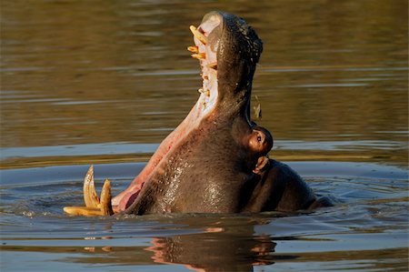 simsearch:400-03943787,k - Hippopotamus (Hippopotamus amphibius) yawning, Sabie-Sand nature reserve, South Africa Stock Photo - Budget Royalty-Free & Subscription, Code: 400-05014063