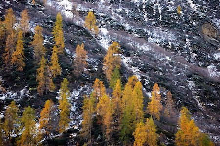 simsearch:400-07893753,k - Changing colors in the Alps during early Fall; Italy. Foto de stock - Super Valor sin royalties y Suscripción, Código: 400-05014111