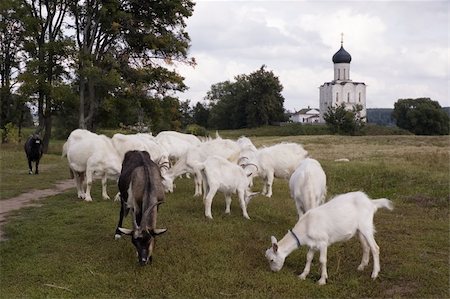 simsearch:400-04484942,k - Goats on a meadow. Old orthodox church is in the background. A typical Russian county landscape. Foto de stock - Super Valor sin royalties y Suscripción, Código: 400-05014124
