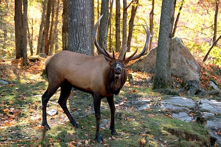 simsearch:400-07668847,k - A big elk (Cervus canadensis) walking in a colorful autumn's forest Photographie de stock - Aubaine LD & Abonnement, Code: 400-05014161