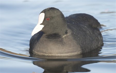 foulque - Common Coot. Norway 2007 Foto de stock - Super Valor sin royalties y Suscripción, Código: 400-05014184