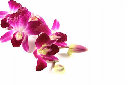 simsearch:400-04941060,k - Pink orchid stem isolated on white. Fotografie stock - Microstock e Abbonamento, Codice: 400-05014198