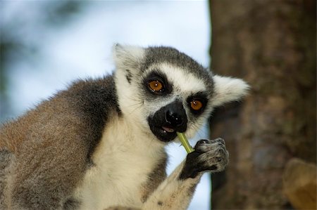 Lemur catta eating a part of a plant. Fotografie stock - Microstock e Abbonamento, Codice: 400-05014218