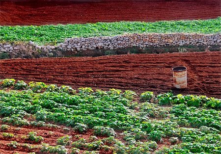 Agriculture imagery. Rich soil and crops in the Mediterranean. Stock Photo - Budget Royalty-Free & Subscription, Code: 400-05014302
