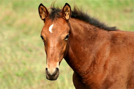A brown baby horse in a field Stock Photo - Budget Royalty-Free & Subscription, Code: 400-05014352