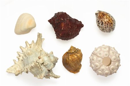 sea urchins - Several sea shells and sea urchins isolated on white background Photographie de stock - Aubaine LD & Abonnement, Code: 400-05014590