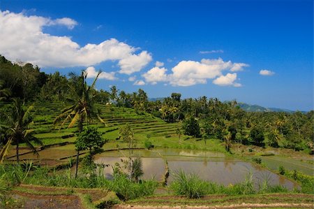 Green rice terraces on Bali island Stock Photo - Budget Royalty-Free & Subscription, Code: 400-05014611