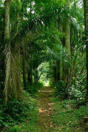 nature photo of rainforest or tropical jungle Stock Photo - Budget Royalty-Free & Subscription, Code: 400-05014621