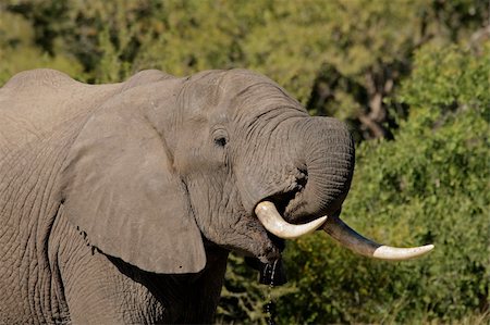simsearch:400-07216532,k - Portrait of an African elephant (Loxodonta africana) drinking water, Sabie-Sand nature reserve, South Africa Foto de stock - Super Valor sin royalties y Suscripción, Código: 400-05014784