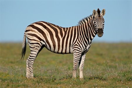 simsearch:400-04521116,k - Plains (Burchells) Zebras (Equus quagga), South Africa Stock Photo - Budget Royalty-Free & Subscription, Code: 400-05014785