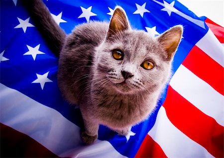 Cat - the small furry animal with four legs and a tail; people often keep cats as pets. Foto de stock - Super Valor sin royalties y Suscripción, Código: 400-05014809