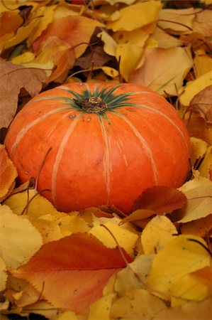 simsearch:400-04744313,k - Ripe pumpkin surrounded with colorful autumn leaves.    More autumn and pumpkins photos in my portfolio Foto de stock - Super Valor sin royalties y Suscripción, Código: 400-05015072