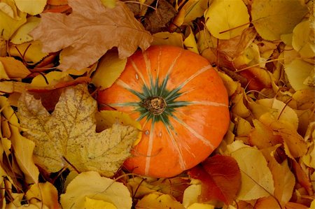 simsearch:400-04744313,k - Ripe pumpkin surrounded with colorful autumn leaves.    More autumn and pumpkins photos in my portfolio Foto de stock - Super Valor sin royalties y Suscripción, Código: 400-05015073