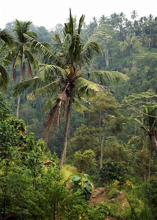 simsearch:879-09100530,k - Trees of a coco in jungle. Bali. Indonesia Photographie de stock - Aubaine LD & Abonnement, Code: 400-05015275