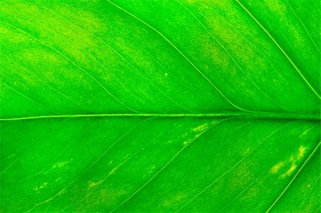 green leaf closeup Photographie de stock - Aubaine LD & Abonnement, Code: 400-05015288