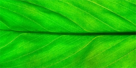 simsearch:400-05015288,k - green leaf closeup Photographie de stock - Aubaine LD & Abonnement, Code: 400-05015289