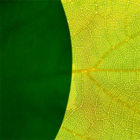 simsearch:400-05015288,k - green leafs abstract Photographie de stock - Aubaine LD & Abonnement, Code: 400-05015290