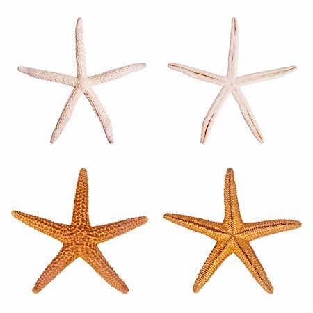 simsearch:400-03950020,k - Starfish isolated on white background Stock Photo - Budget Royalty-Free & Subscription, Code: 400-05015515