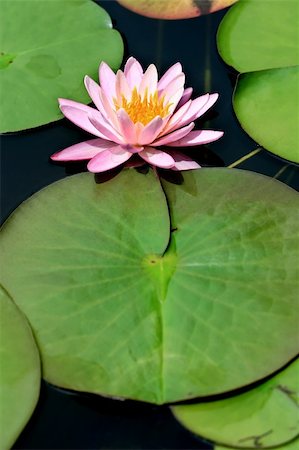 stephconnell (artist) - A pink lotus flower with lily pads Foto de stock - Super Valor sin royalties y Suscripción, Código: 400-05015646