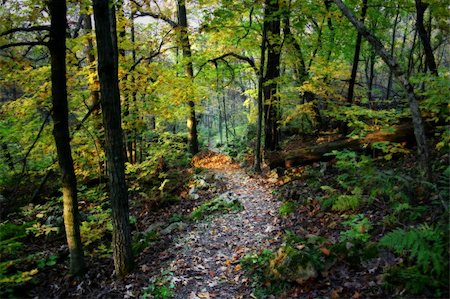 Hiking trail through the autumn forest Stock Photo - Budget Royalty-Free & Subscription, Code: 400-05015739