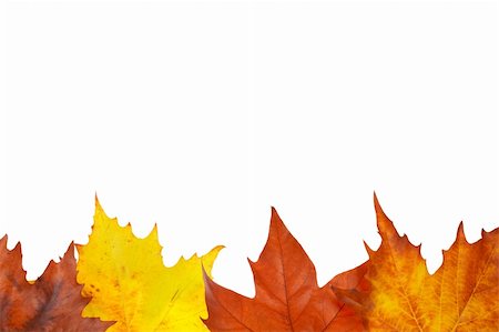 simsearch:400-03950884,k - Colorful autumn border made from leaves, isolated on white background. Space for text Photographie de stock - Aubaine LD & Abonnement, Code: 400-05015798