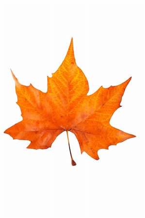 simsearch:400-03950884,k - One maple leaf, isolated on white background Photographie de stock - Aubaine LD & Abonnement, Code: 400-05016172