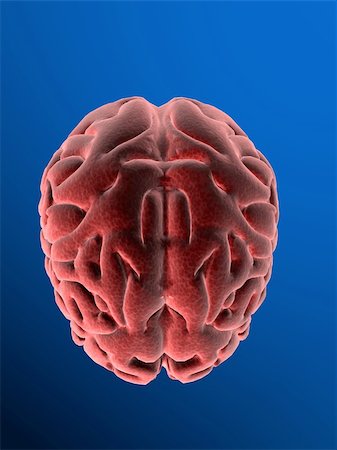 subconscious - 3d rendered anatomy illustration of a human brain Stock Photo - Budget Royalty-Free & Subscription, Code: 400-05016186