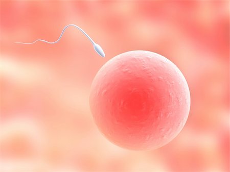 simsearch:400-03952161,k - 3d rendered anatomy close up of a human egg with sperm Stock Photo - Budget Royalty-Free & Subscription, Code: 400-05016237