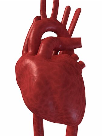 simsearch:400-04008696,k - 3d rendered anatomy illustration of a human heart Photographie de stock - Aubaine LD & Abonnement, Code: 400-05016269