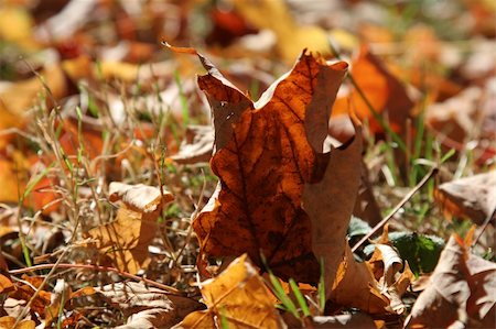 A closeup of a crumbled red maple leaf sitting on the ground. Stock Photo - Budget Royalty-Free & Subscription, Code: 400-05016438