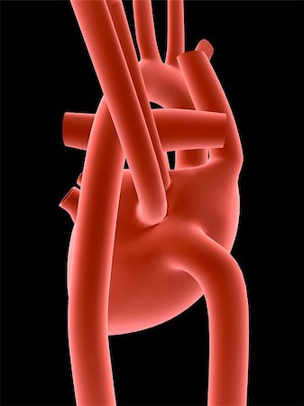 physical education - 3d rendered anatomy illustration of a human heart Photographie de stock - Aubaine LD & Abonnement, Code: 400-05016641