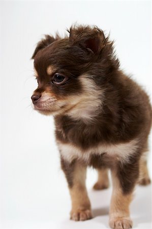 simsearch:400-04205949,k - chihuahua puppy looking at camera on white background Photographie de stock - Aubaine LD & Abonnement, Code: 400-05016857
