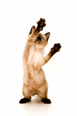 siamese - Baby Siamese kitten, playing, on white background. Photographie de stock - Aubaine LD & Abonnement, Code: 400-05016903