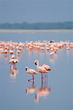 simsearch:400-04111907,k - Flamingos at Nakuru Lake, Kenya. Fotografie stock - Microstock e Abbonamento, Codice: 400-05016955