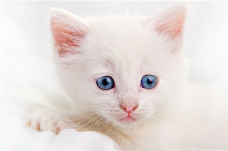 simsearch:400-05353046,k - Adorable white kitten with blue eyes. High key. Foto de stock - Royalty-Free Super Valor e Assinatura, Número: 400-05016956